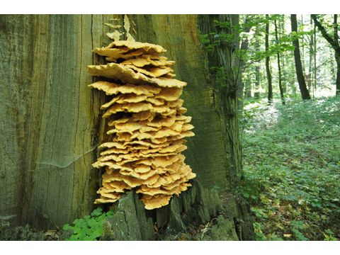 Foto 43